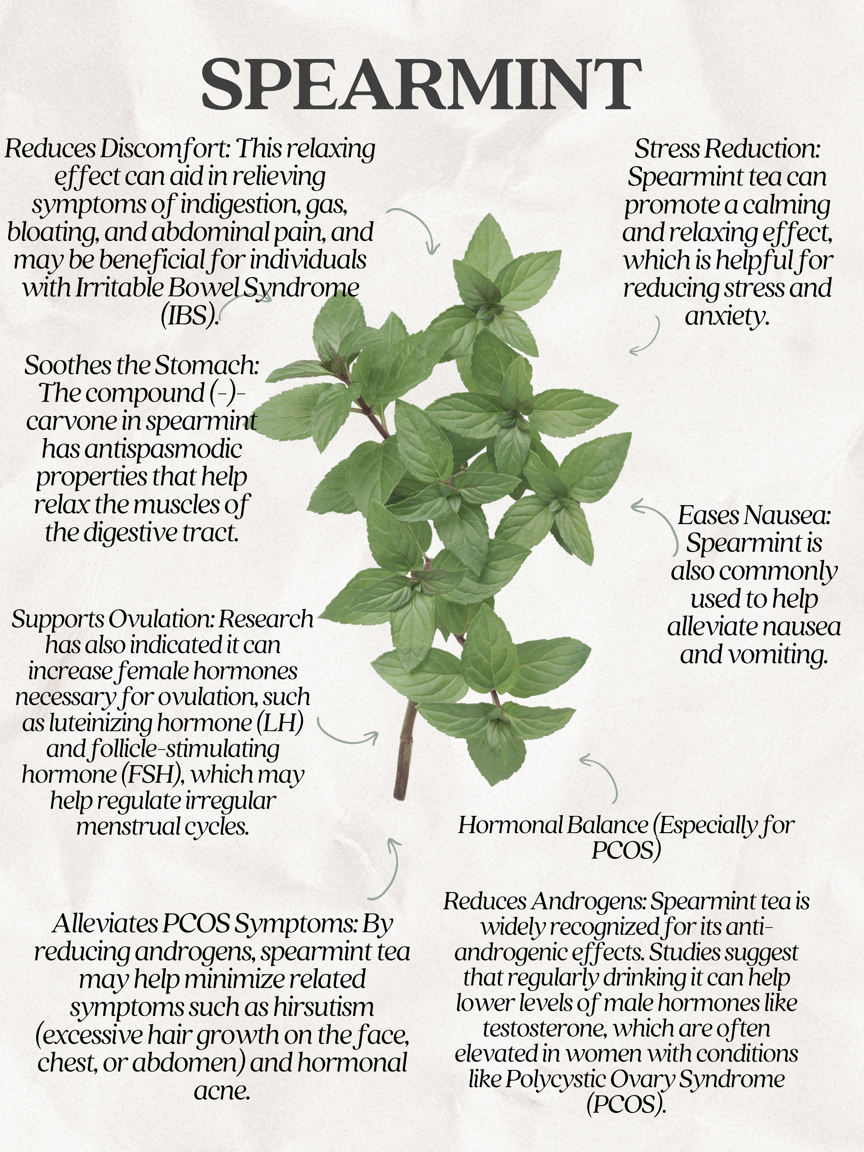 Spearmint Tea