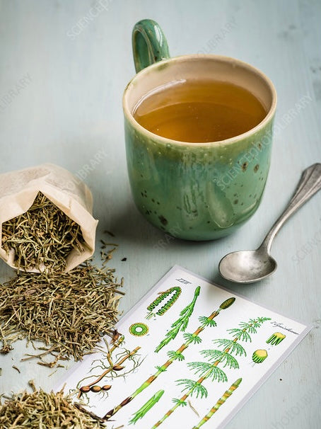 Horsetail Tea